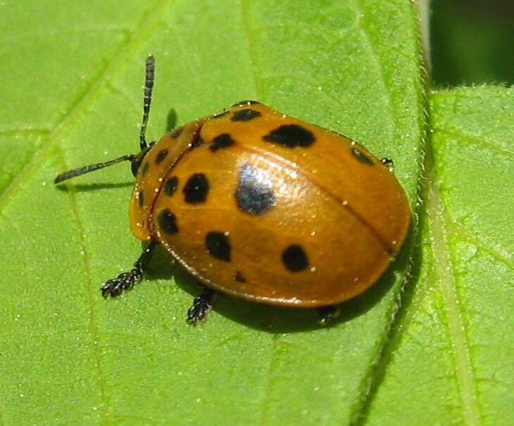 Image of Argus Tortoise Beetle