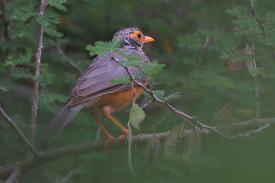 Image of African Bare-eyed Thrush