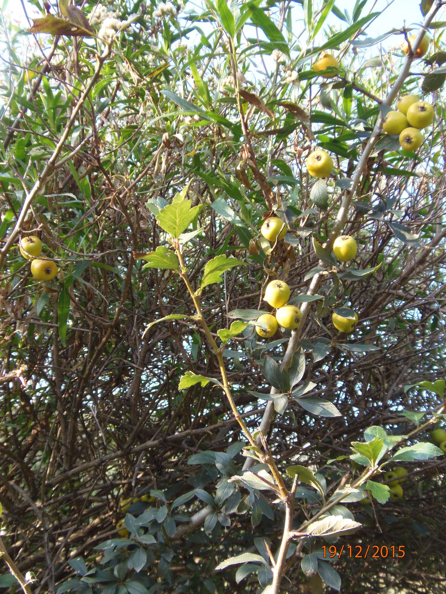 Image of manzanita tejocotera