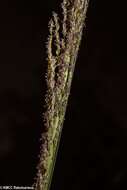 Image of Catstail dropseed