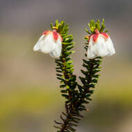 Imagem de Harrimanella stelleriana (Pall.) Coville