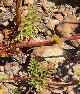 Image of Pelargonium multicaule subsp. multicaule