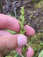 Imagem de Platanthera pollostantha R. M. Bateman & M. Moura