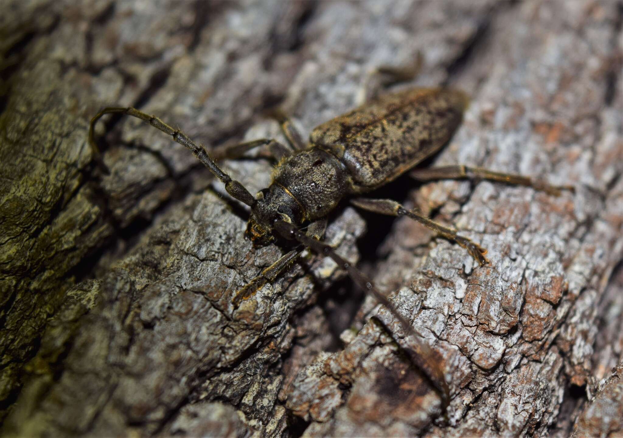 Image of Enaphalodes atomarius (Drury 1773)