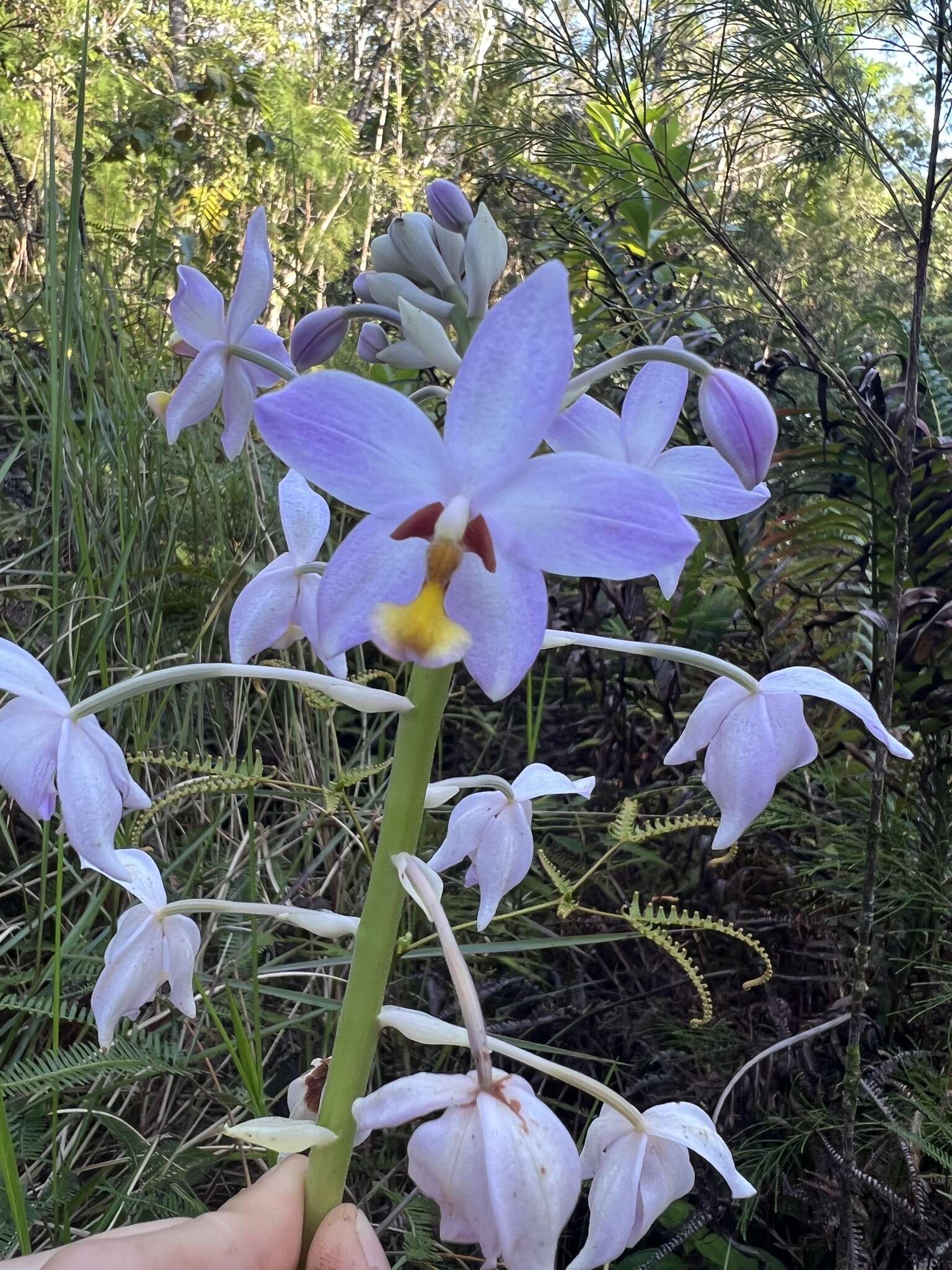 Spathoglottis pacifica Rchb. fil. resmi