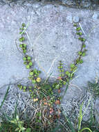 Imagem de Epilobium nummularifolium R. Cunn. ex A. Cunn.