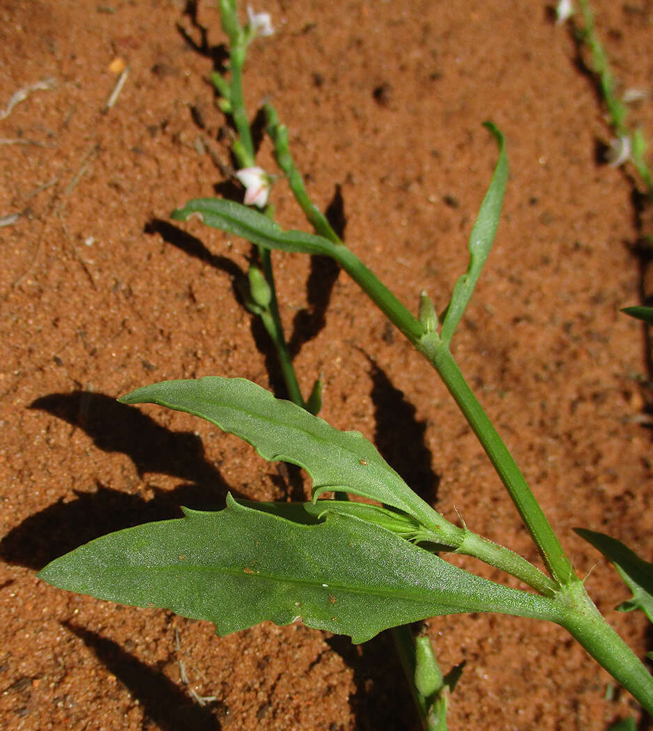 Image of Oxygonum alatum Burch.