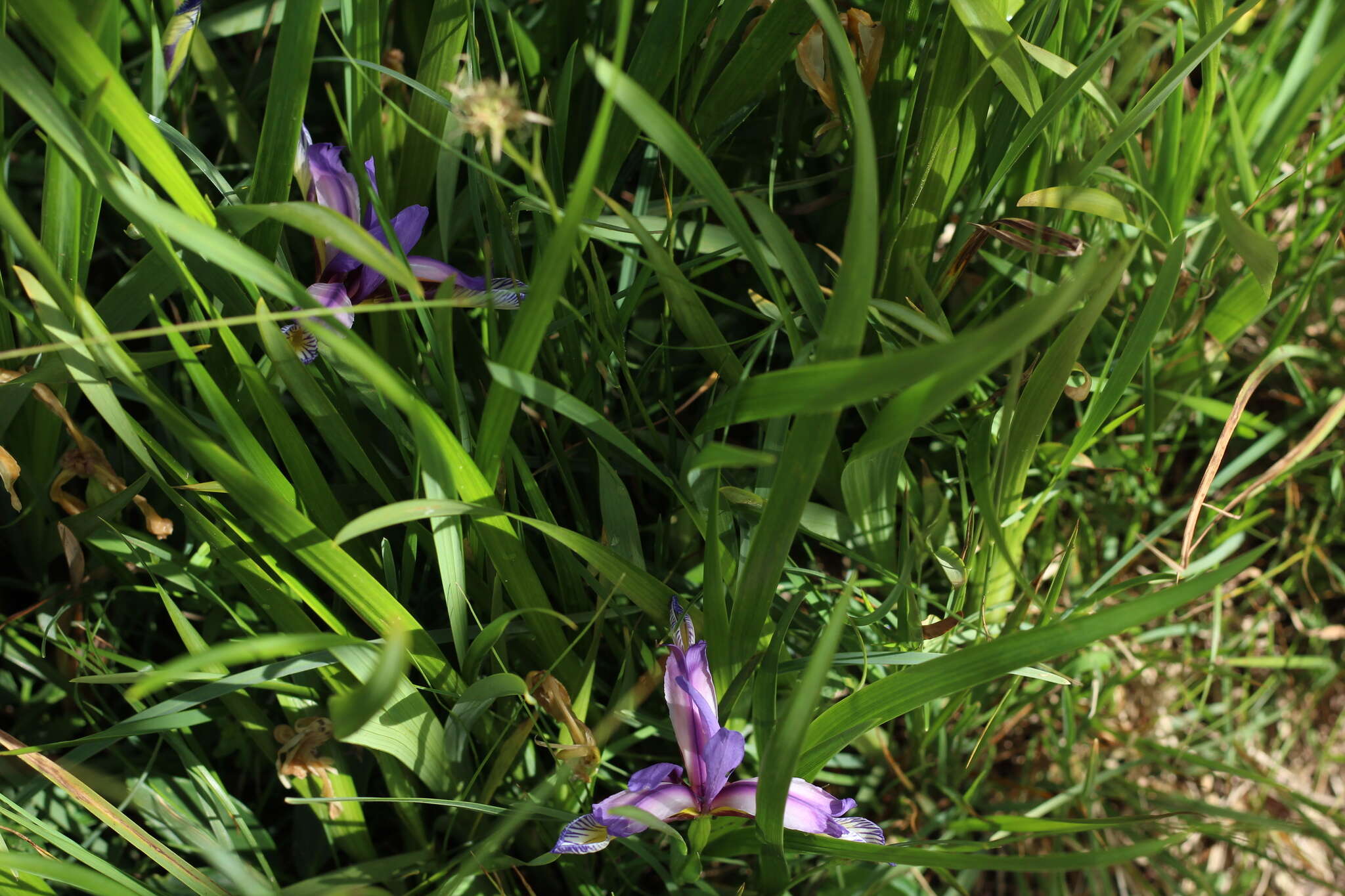 Image of Iris graminea L.