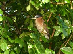 Image of White-backed Night Heron