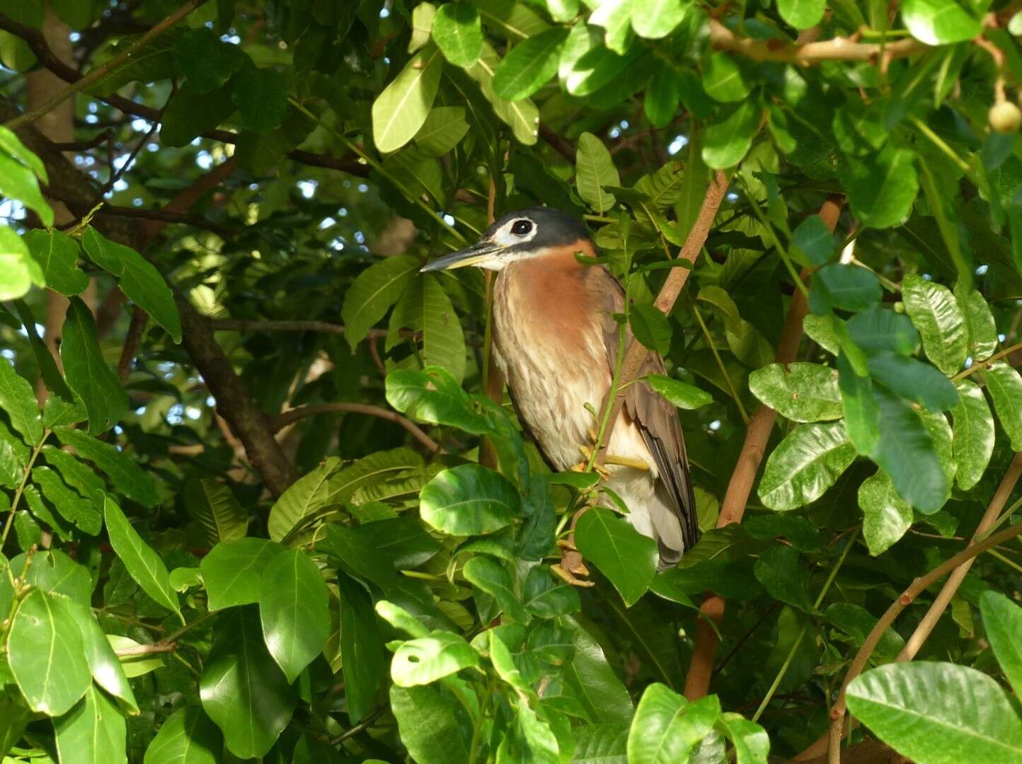 Image of White-backed Night Heron