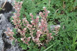 Sedum hispanicum L. resmi