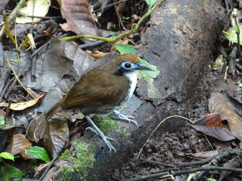 Image of Bicolored Antbird