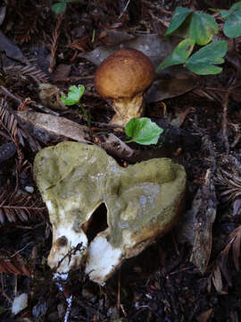 Image de Lycoperdon umbrinum Pers. 1801