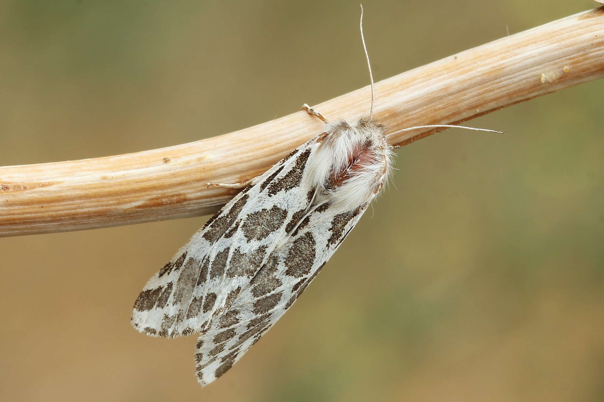 Plancia ëd Lacydes spectabilis (Tauscher 1806)