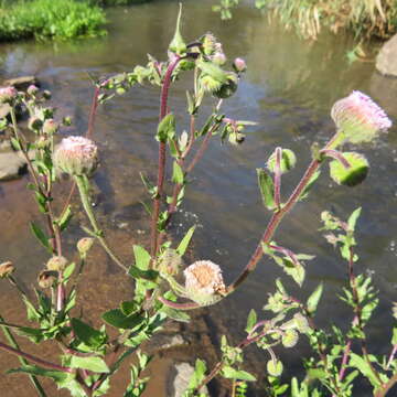 Image of Doellia caffra (DC.) A. A. Anderberg