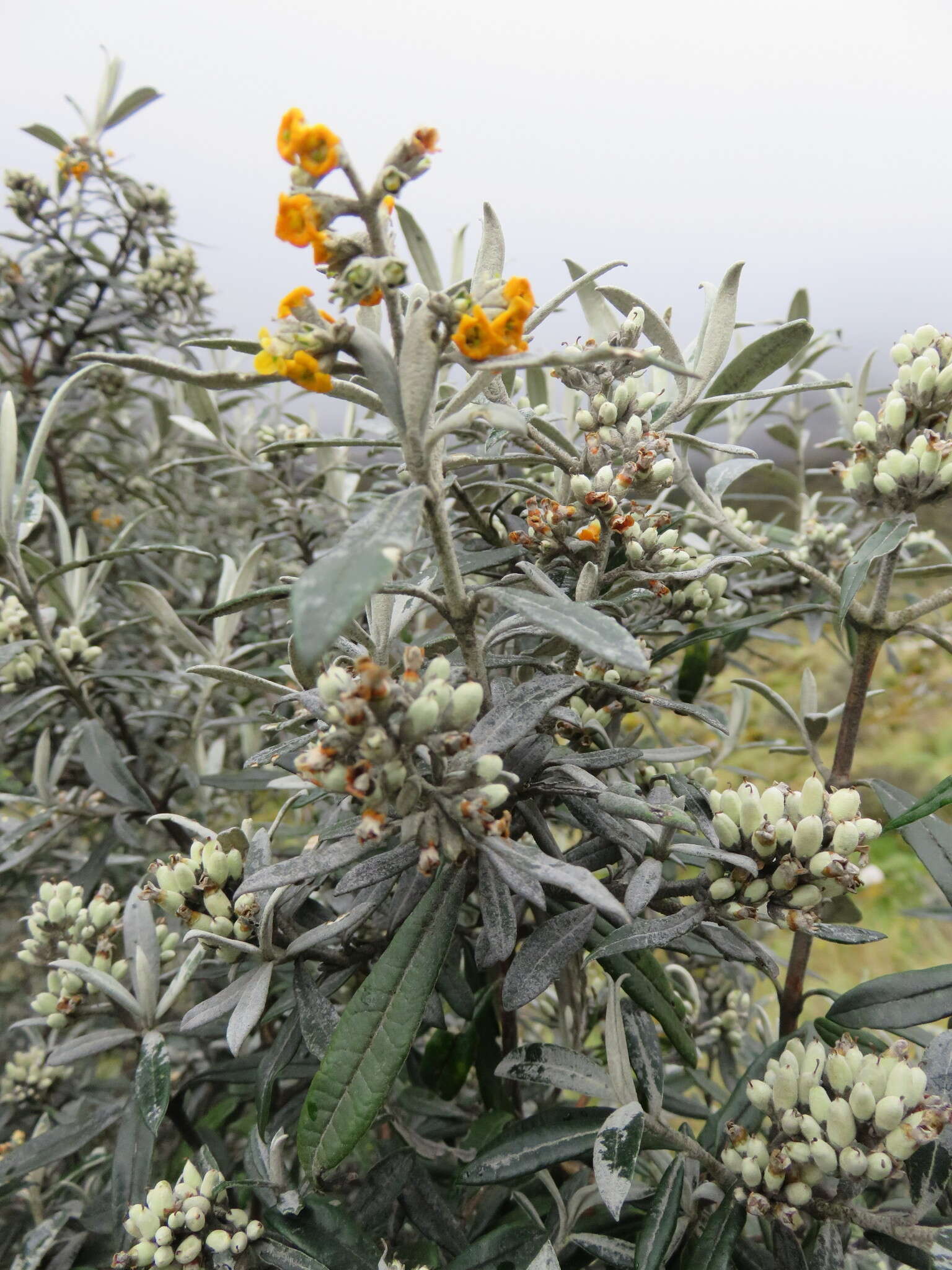 Image of Buddleja montana Britton