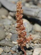 Image of Crassula colligata subsp. colligata