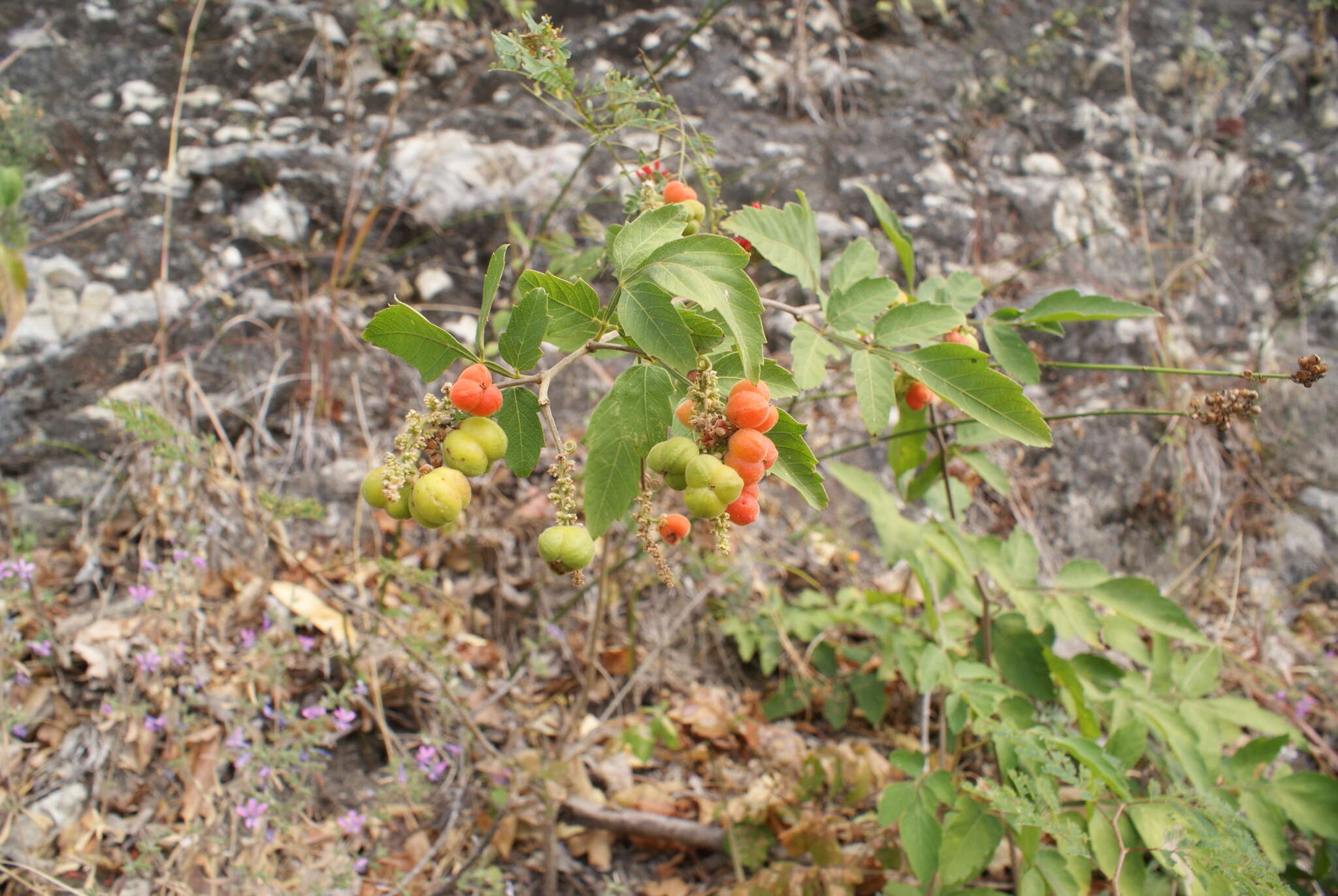 Image of Paullinia tomentosa Jacq.