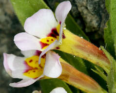 Image of Death Valley monkeyflower