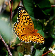 Image of Edwards' Fritillary