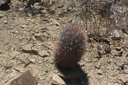 Ferocactus chrysacanthus subsp. grandiflorus (G. E. Linds.) N. P. Taylor resmi