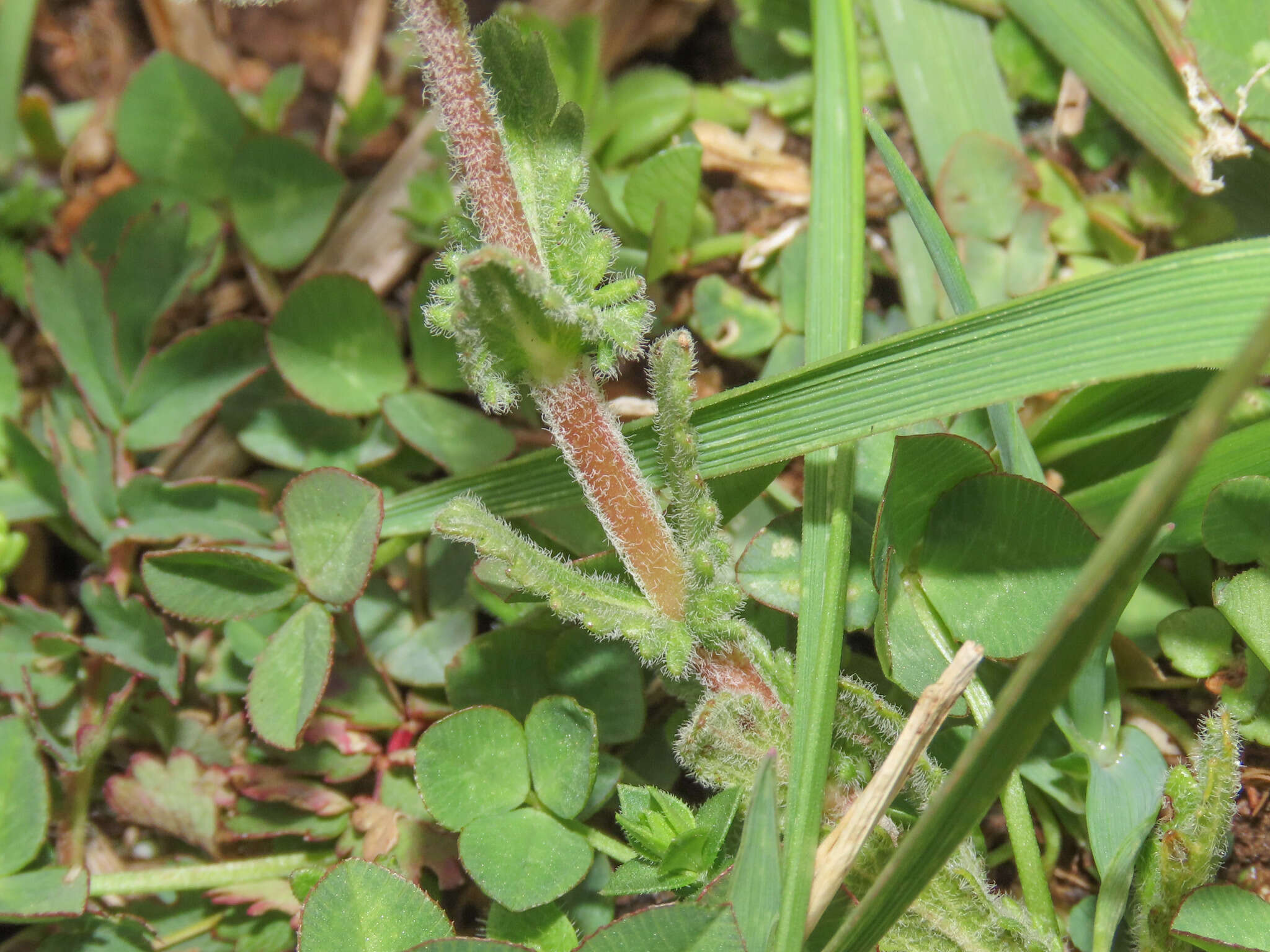 Image of Veronica orsiniana Ten.