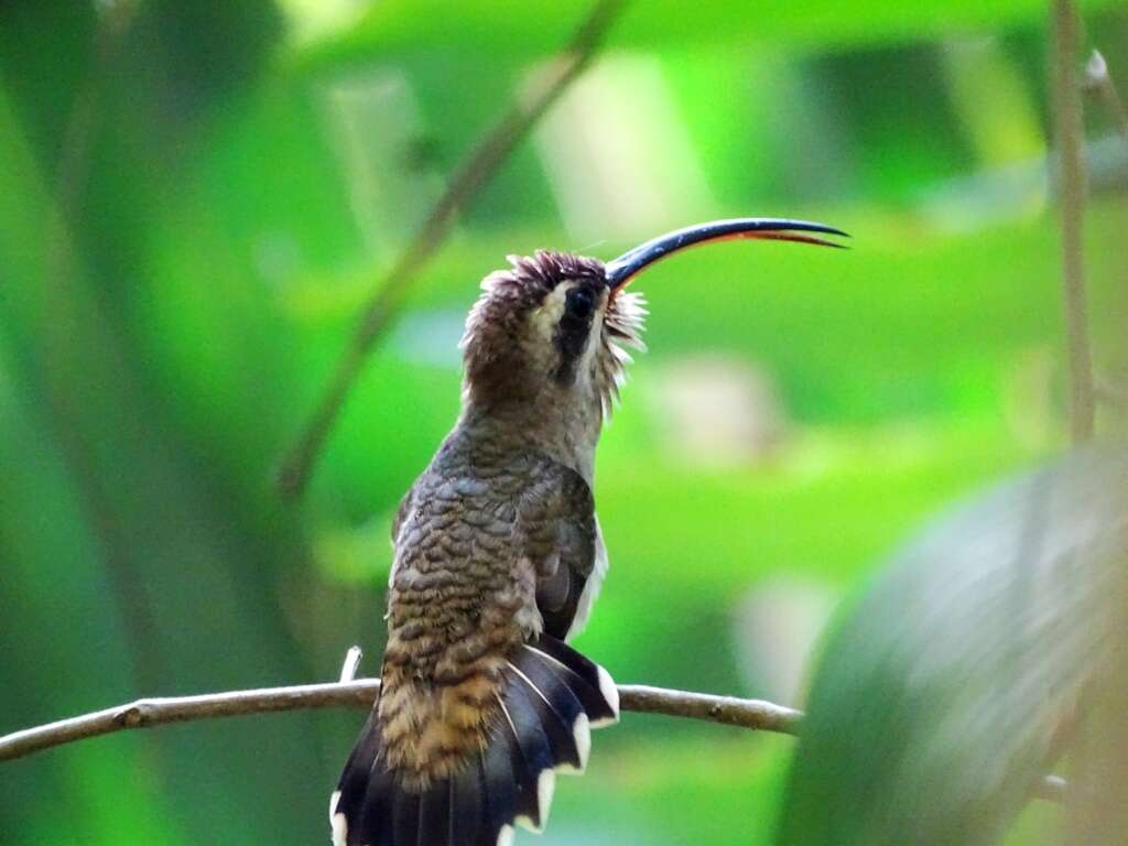 Image of Long-billed Hermit