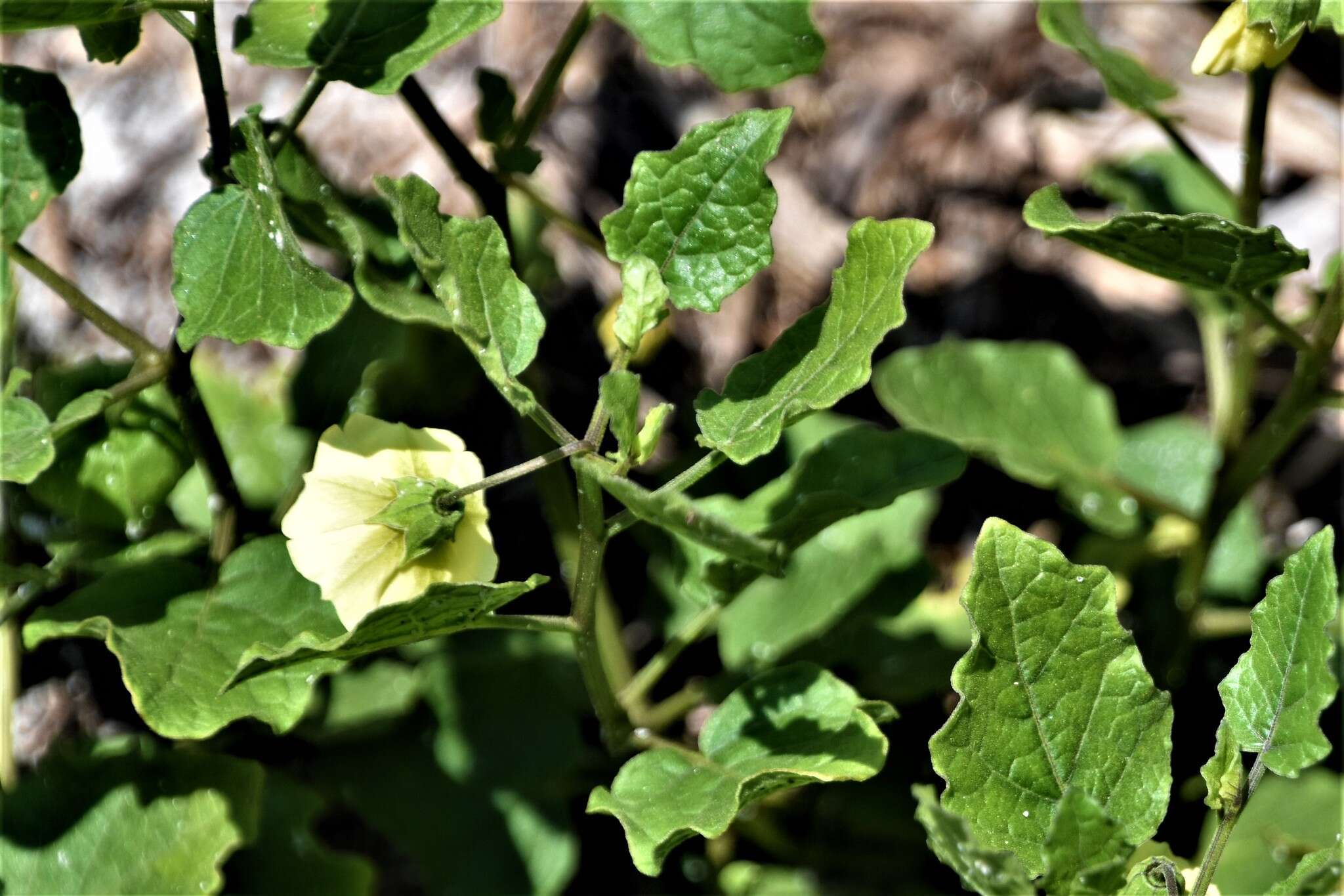 Plancia ëd Physalis arenicola Kearney