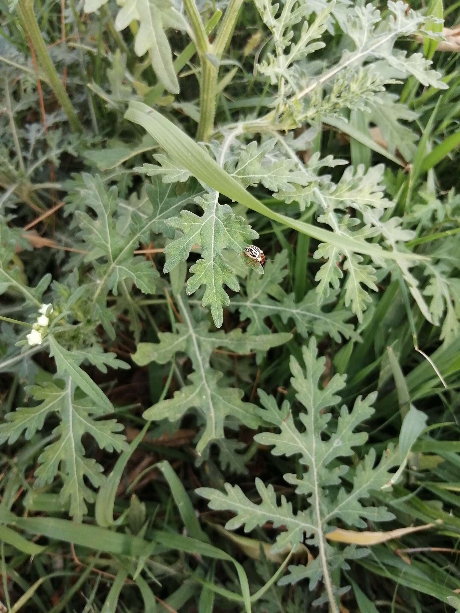 Image of Zygogramma bicolorata