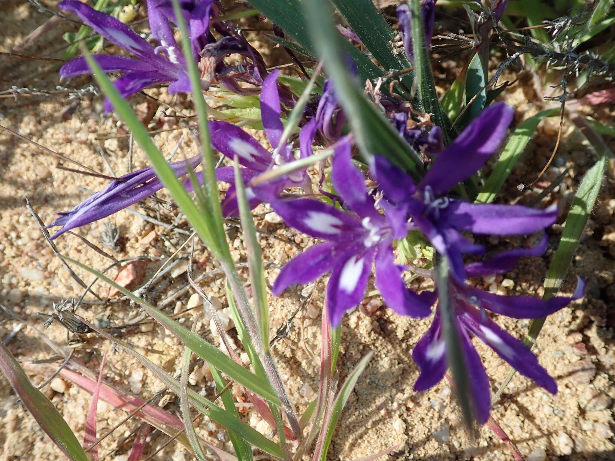 Image de Babiana attenuata G. J. Lewis