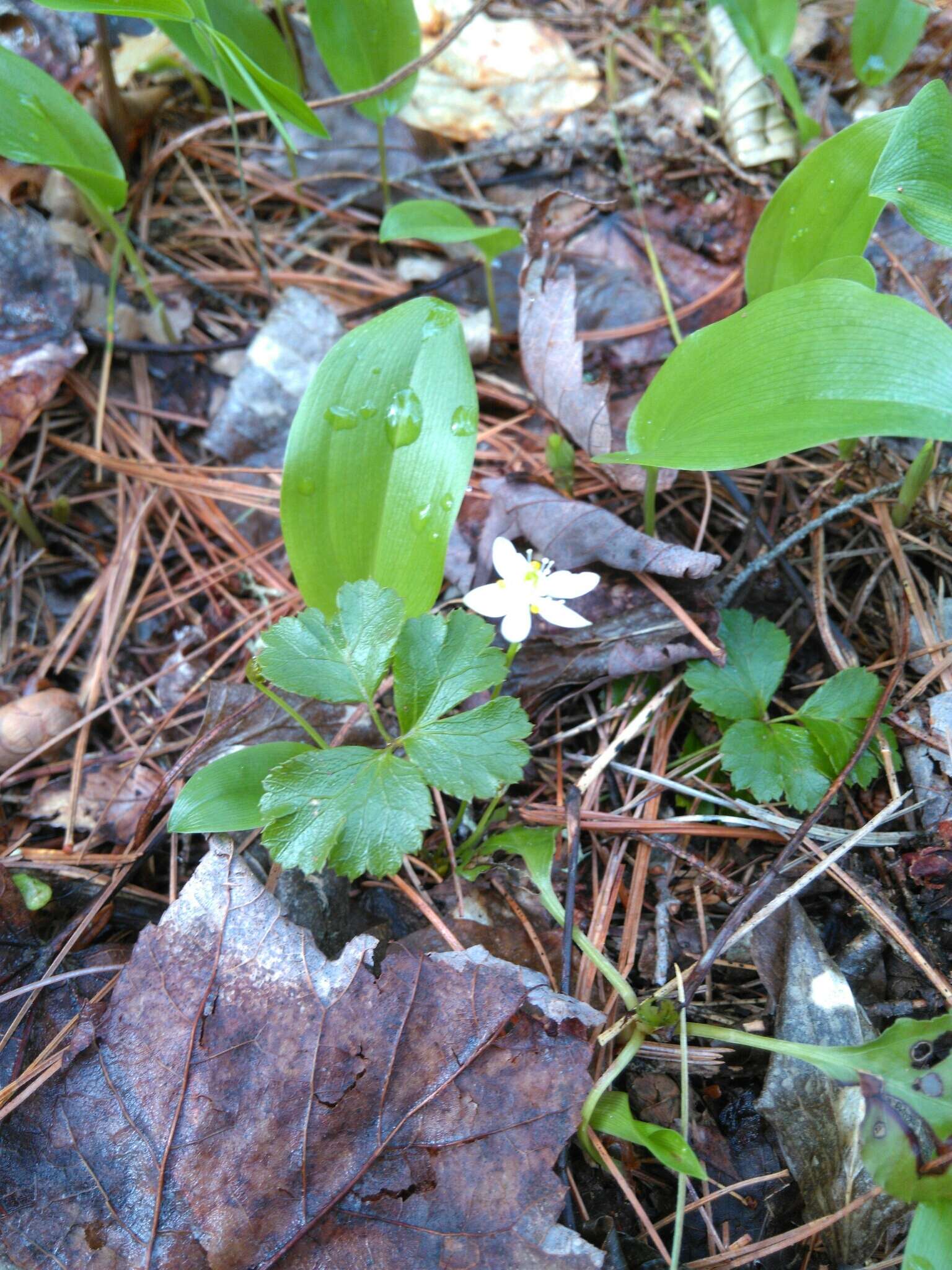 Image of threeleaf goldthread