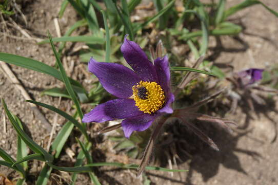 Image of Pulsatilla chinensis (Bunge) Regel