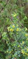 صورة Pimelea serpyllifolia subsp. serpyllifolia