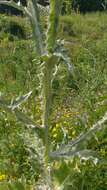 Image of Cotton Thistle