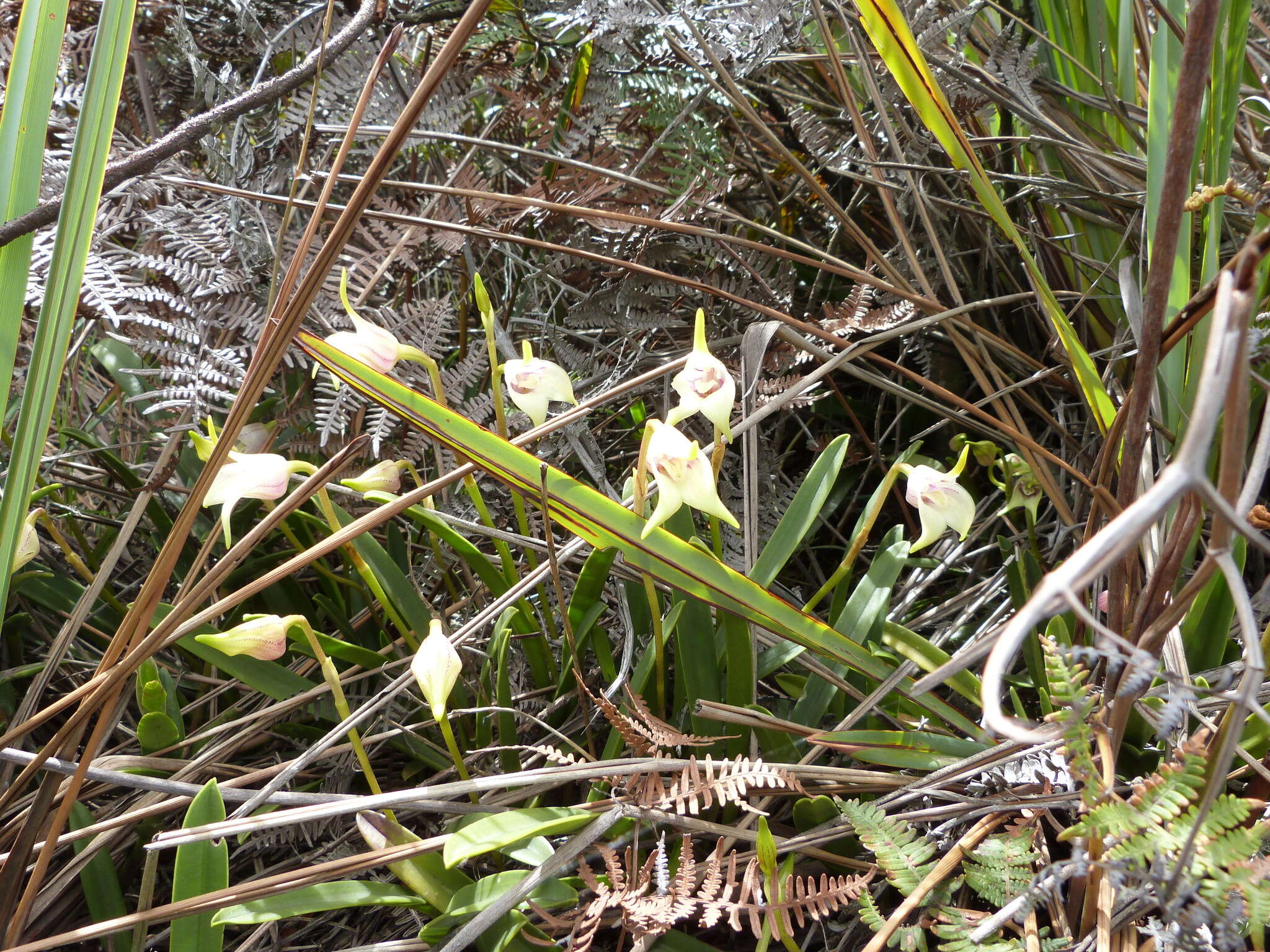 Image of Masdevallia coriacea Lindl.