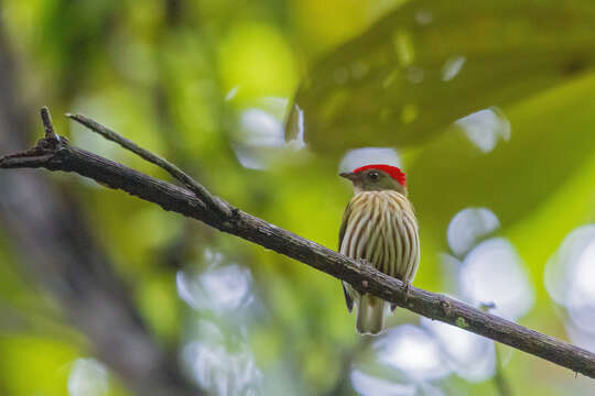 Image of Eastern Striped Manakin