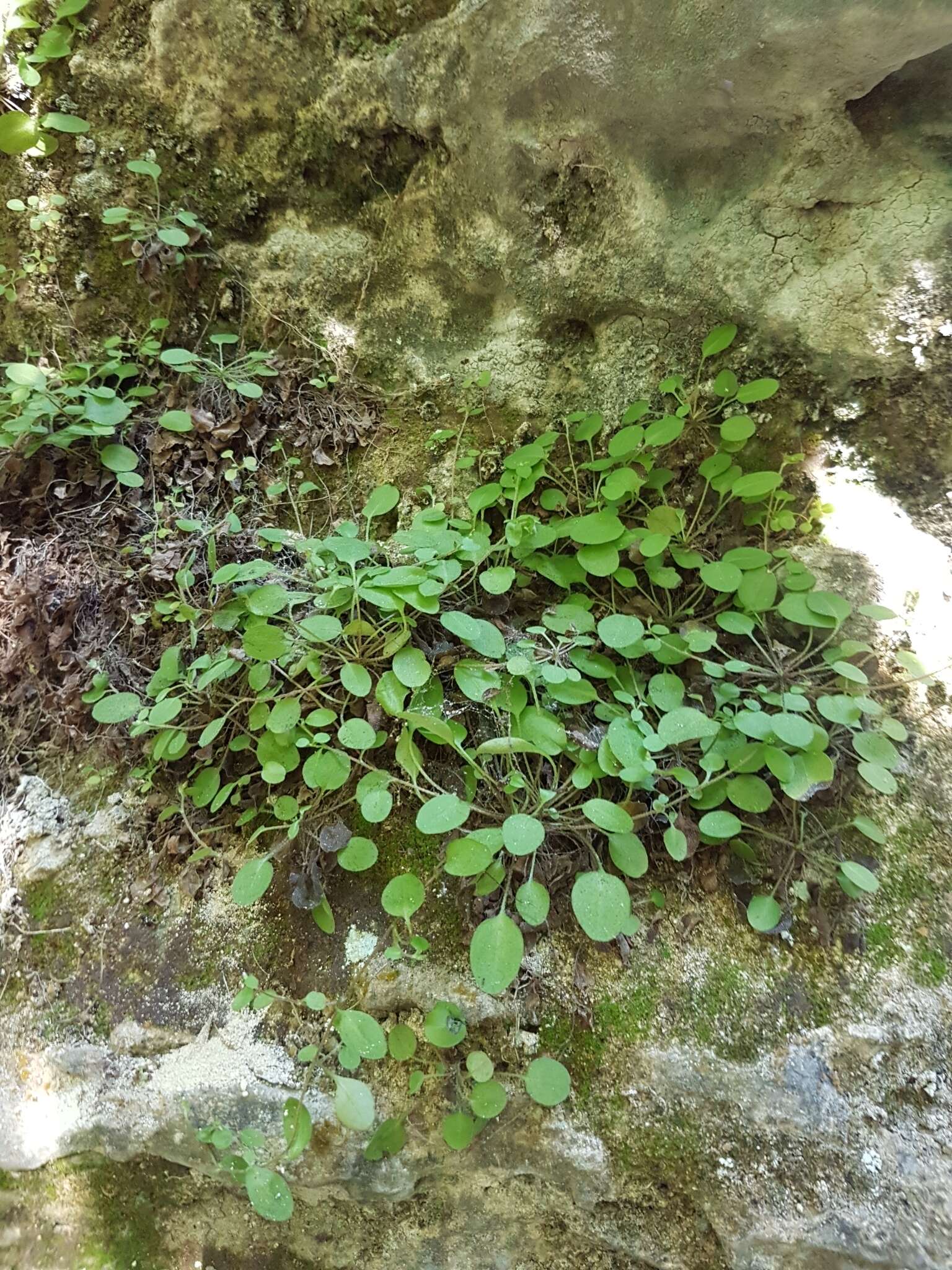 Imagem de Myosotis chaffeyorum Lehnebach