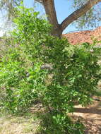 Imagem de Fraxinus velutina Torr.