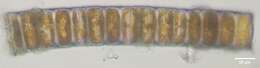 Sivun Ellerbeckia arenaria (Moore ex Ralfs) R. M. Crawford 1988 kuva