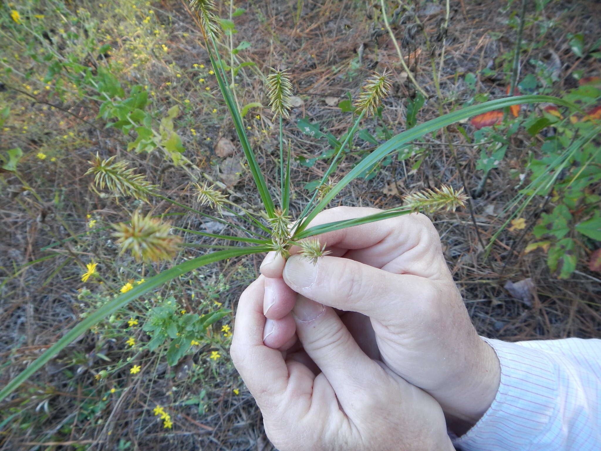 Image of bristly flatsedge