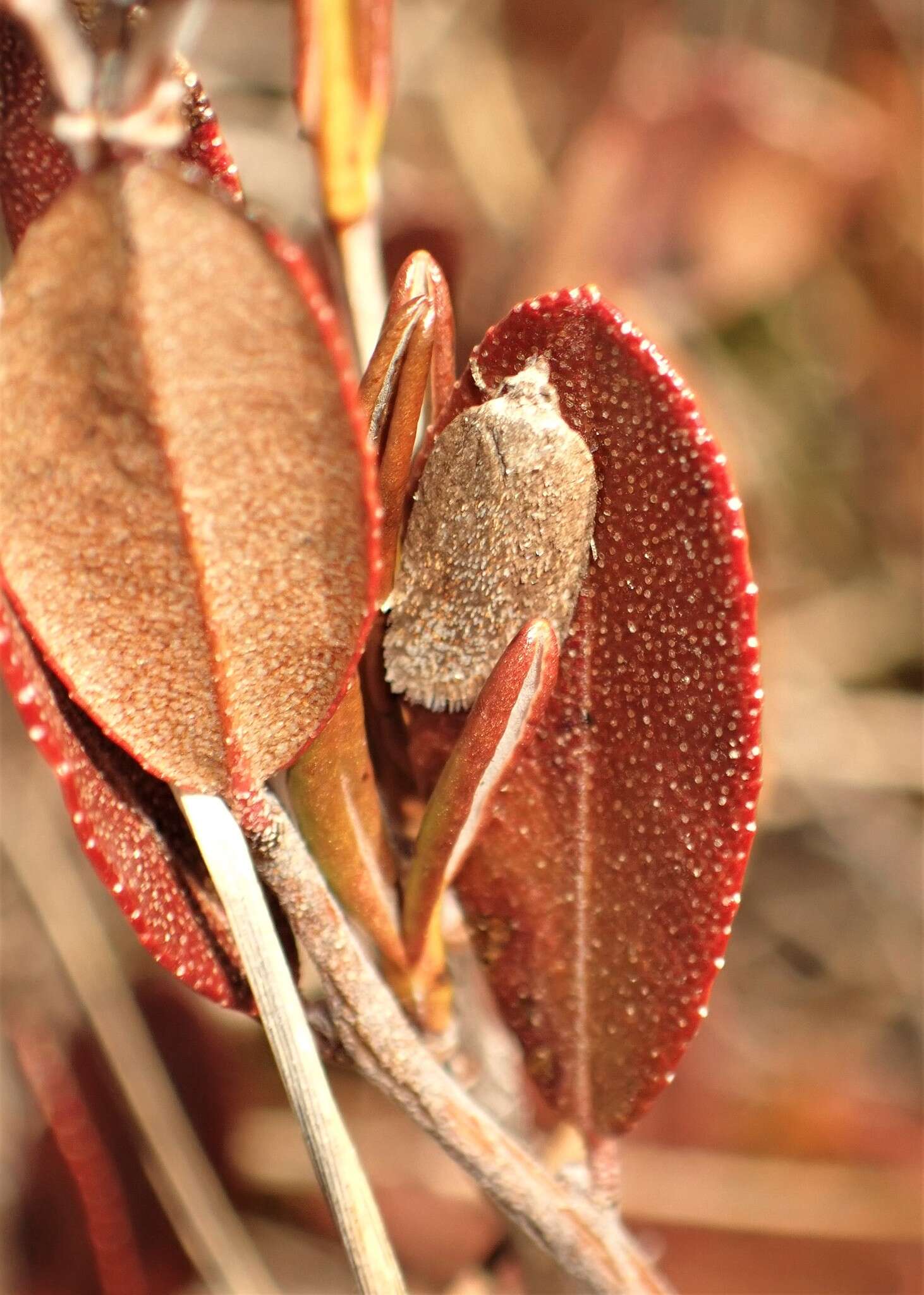 Imagem de Acleris oxycoccana Packard 1869