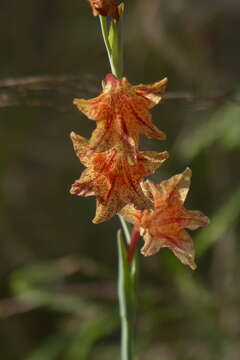 Image of Gladiolus emiliae L. Bolus