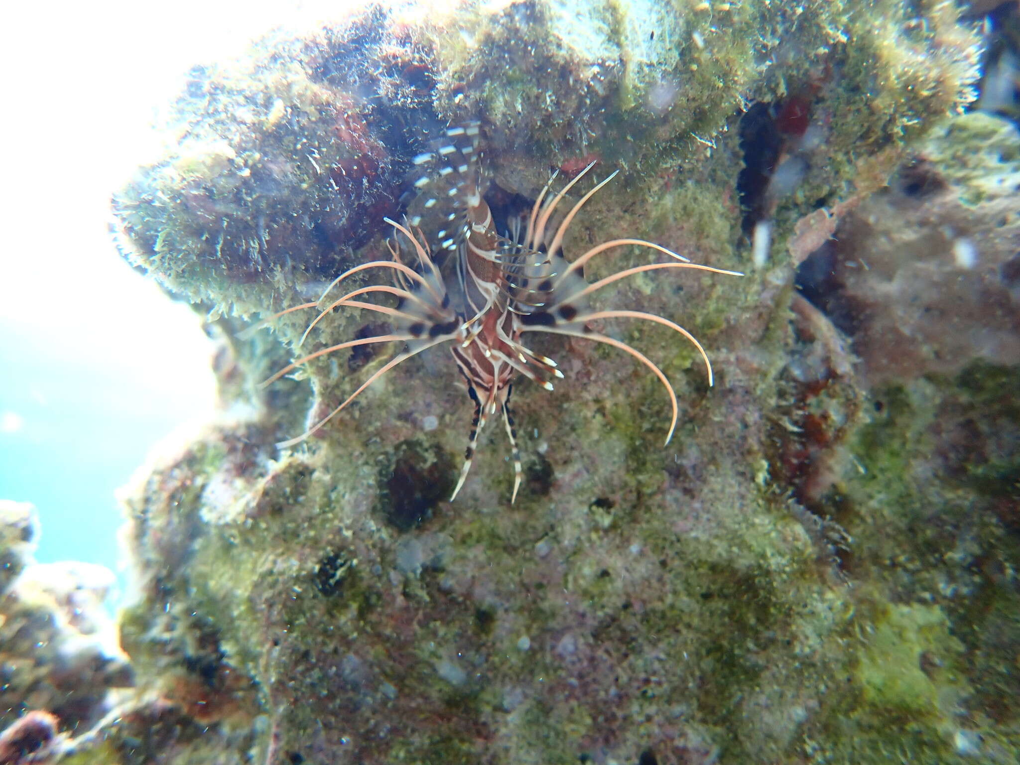 Pterois sphex Jordan & Evermann 1903 resmi