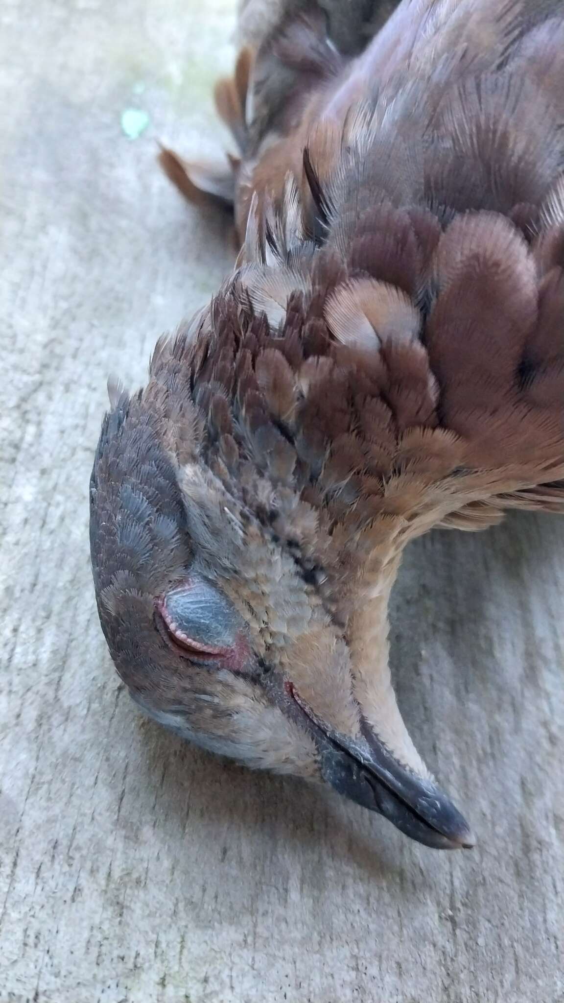 Image of Chiriqui Quail-Dove