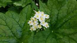 Image de Diphylleia cymosa Michx.