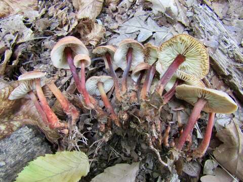 Imagem de Gymnopus erythropus (Pers.) Antonín, Halling & Noordel. 1997