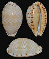 Image of Palmadusta ziczac (Linnaeus 1758)