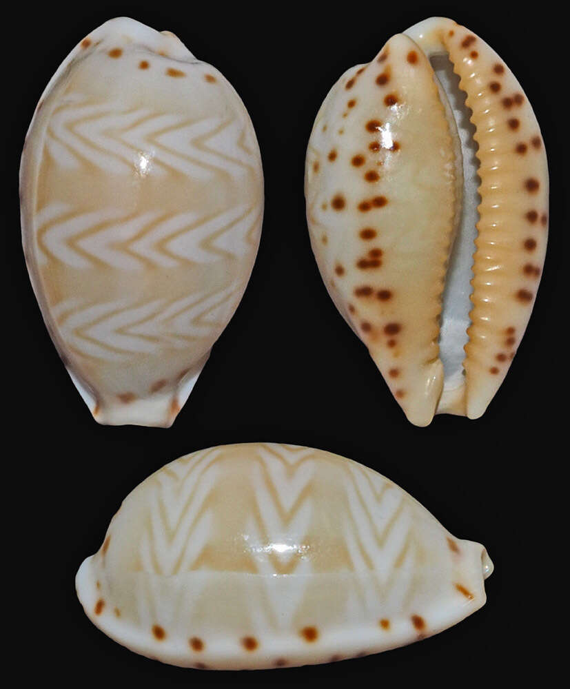 Image of Palmadusta ziczac (Linnaeus 1758)