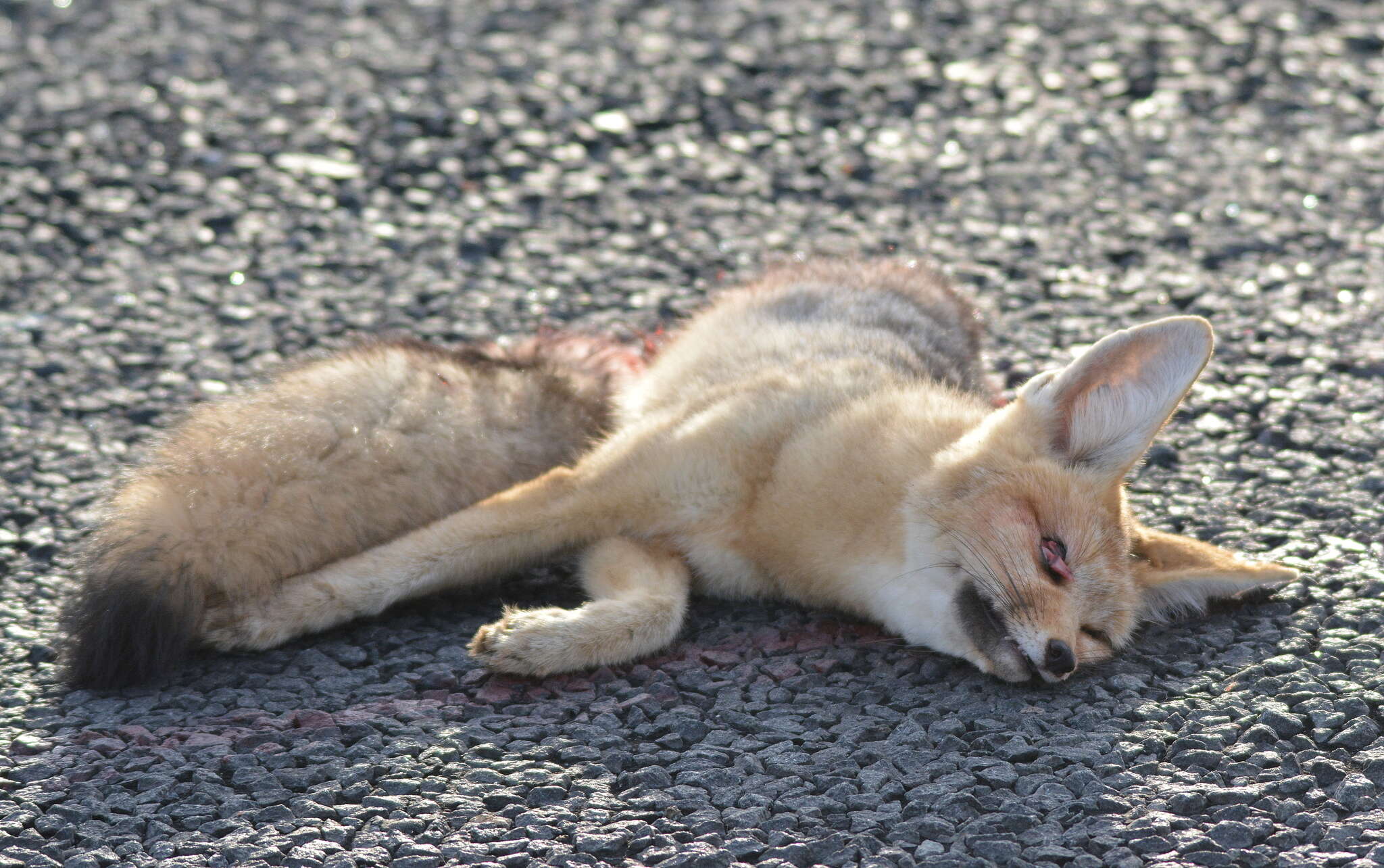 Слика од Vulpes chama (A. Smith 1833)