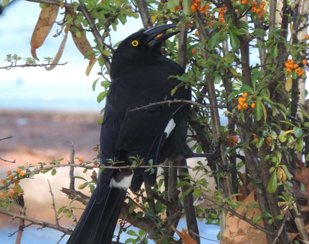 Imagem de Strepera graculina graculina (Shaw 1790)